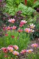 Cosmos bipinnatus 'Antiquity' growing with ruby chard and oregano in a vegetable garden. Origanum 'Rosenkuppel'