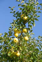 Malus domestica. Yellow apples against a blue sky