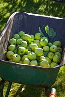 Malus domestica - Wheelbarrow full of apples at West Dean Gardens, West Sussex. 
