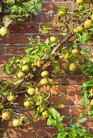 Apple 'Pixie' fan trained on a brick wall in the kitchen garden at West Dean, Sussex. Malus domestica