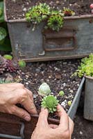 Plant your Succulents in the metal containers, ensuring they are spaced apart allowing room for growth