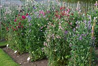 Heritage sweet peas trained up cane and wire columns, at Easton Walled Gardens.