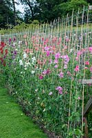Various Spencer strain of sweet peas trained up canes and plastic netting, at Easton Walled Gardens.