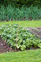 In a kitchen garden, a row of Beetroot 'Boldor' netted against pests