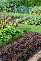 In raised beds in kitchen garden, rows of lettuce, salad onions and radishes.