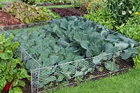 Cabbage 'Kilaton', enclosed in frame of chickenwire, to protect against cabbage white butterfly