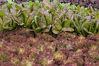 Lactuca sativa - Lettuces 'Red Romaine' and 'Lollo Rosso'