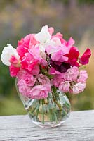 Sweet peas arranged with Rosa 'Maid of Kent'.