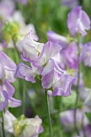 Lathyrus odoratus 'Butterfly', a heritage sweet pea introduced in 1889, flowering from June