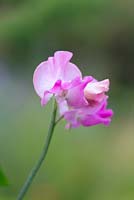 Lathyrus odoratus 'Gwendoline' Spencer sweet pea, a climbing annual flowering from June