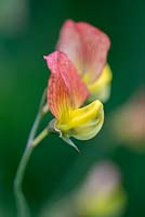 Lathyrus belinensis, an annual sweet pea discovered in Turkey, flowering from June