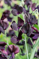 Lathryrus 'Almost Black', heritage sweet pea, climbing annual, flowering from June