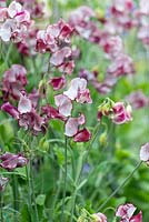 Lathyrus odoratus 'Olive D', Spencer sweet pea,a climbing annual flowering from June