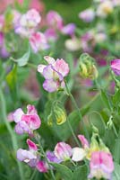 Lathyrus odoratus 'Spanish Dancer', sweet pea, a climbing annual flowering from June