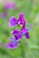 Lathyrus odoratus 'Dutchy of Cambridge', Spencer sweet pea, a climbing annual flowering from June. Flowers open as mauve, turning to turquoise and ultramarine shades.