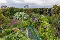 View of cottage vegetable garden with ornamental plants grown for companion planting and for decorative effect. Main crops include rhubarb, chard, Cynara cardunculus - cardoon, leeks, salsify, peas, benas, purple sprouting broccoli and netted beetroot, carrots and lettuce in foreground. 