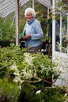 Shirley Gilbert watering pots in her greenhouse at Hill Cottage in North Norfolk.