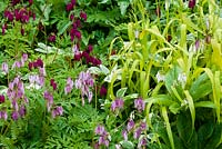 Dicentra cultivars with Bowles' golden grass - Milium effusum 'Aureum' and variegated ground elder - Aegopodium podagraria 'Variegatum'