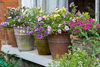 A colourful window sill display of terracotta pots planted with calibrachoa, petunia, diascia, verbena and daisies.