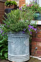 A metal dustbin recycled as a container planted with thyme and calibrachoa.