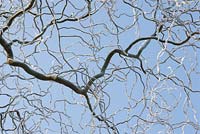 Salix babylonica var. pekinensis 'Tortuosa', corkscrew willow, branches in frost against blue sky
