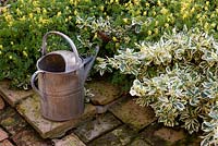 Galvanised tin watering can on terracotta paving with Corydalis lutea and Euonymus fortunei 'Silver Queen'