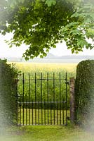 Black iron work garden gate between hedges of Lonicera nitida gives view to neighbouring field of oilseed rape. Sycamore trees - Acer pseudoplatanus overhang gate. Hedges and trees in the misty distance.