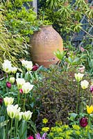 View of terracotta urn in spring garden.  Tulipa 'Spring Green', T. 'Jan Reus', Euphorbia dulcis 'Chameleon' and Euphorbia amygdaloides var. robbiae. Euphorbia mellifera in background.