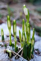Leucojum vernum, spring snowflake  growing through snow.