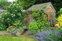 Brick outhouse in cottage garden with cornus, abutilon, lamium, geranium and nepeta.