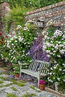 Rosa 'Blush Noisette' trained around seat next to wall with Campanula poscharskyana gowing in paving and clinging to wall.