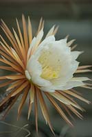 Selenicereus grandiflorus. Queen of the night cactus bloom opening at dusk. Flower lasts only for one night.