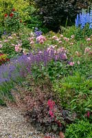 Mixed border with lavender, heuchera, pink rose, Rosa 'Dublin Bay', Salvia verticillata 'Purple rain', delphiniums, Knautia macedonica, phygelius
