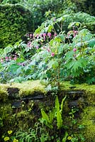 Dicentra spectabilis above a mossy wall colonised by ferns and Chrysosplenium alternifolium in the front garden. Windy Hall, Windermere, Cumbria, UK