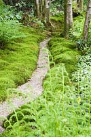Moss path bordered by pillowy mounds of Polytrichum formosum. Windy Hall, Windermere, Cumbria, UK