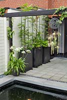 Paved patio with small pond and containers. Agapanthus orientalis White in pot. Carpinus betulus - Hornbeam in modern pots. Family Fabry - Mathijs. Belgium
