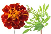 Tagetes patula x erecta 'Konstance' - Afro-French Marigold - Flower and bud 
