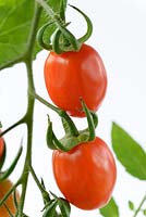 Solanum lycopersicum 'Romello' - Cherry plum tomato. Blight resistant determinate bush tomato. syn. Lycopersicon esculentum. 