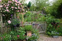 A cottage garden with wooden picket fence and pergola covered with climbing Rosa 'Albertine' and Clematis 'Etoile Violette'.