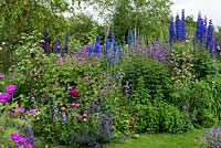 A cottage style herbaceous border with plants including aconite, delphinium, campanula, feverfew,  foxglove, catmint and hardy geranium.