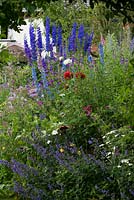 A cottage style herbaceous border with plants including delphinium, thalictrum, campanula, feverfew, foxglove, catmint and hardy geranium.