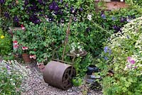 A cottage garden with cast iron roller in front of a border with hardy geranium, feverfew, Jacob's ladder, Clematis 'Etoile Violette' and a fuchsia in a pot.