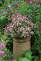 Fuchsia 'Tom West' planted in an old chimney pot.