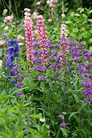 Penstemon 'Bodnant' in combination with lupins, campanula and delphinium
