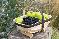 Freshly picked blackberries and cooking apples, in traditional English trug.