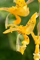 Stanhopea jenischiana. Scented orchid