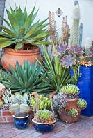 View of assorted succulents and cactus in containers at Jim Bishop's Garden. San Diego, California, USA. August.
