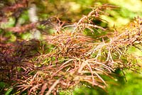Acer japonicum 'Scolopendrifolium Atropurpureum' - June, Le Jardin de Marguerite, France