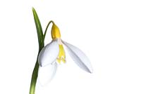 Galanthus 'Wendy's Gold'