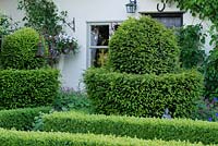 Taxus - yew topiary and Buxus - box hedging by the front of a cottage. June